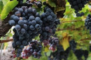 Raisin rouge sur pieds