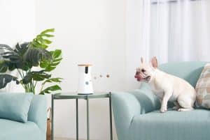 Petit chien devant Furbo Dog Camera