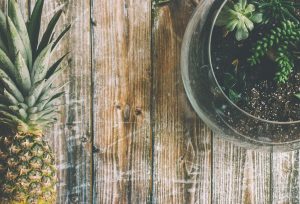 Terrarium plante