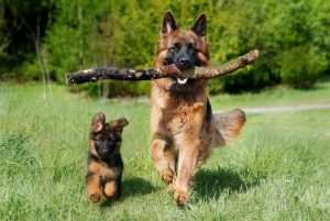 Berger Allemand adulte et chiot se promenant avec un bâton dans la bouche